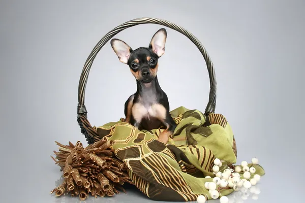 Rusa juguete terrier cachorro en cesta — Foto de Stock