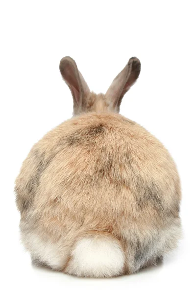 兔 (后视) — 图库照片