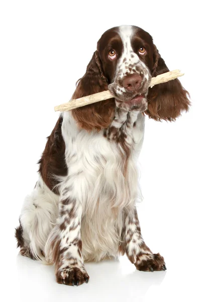 Springer Spaniel playing with a stick — Stock Photo, Image