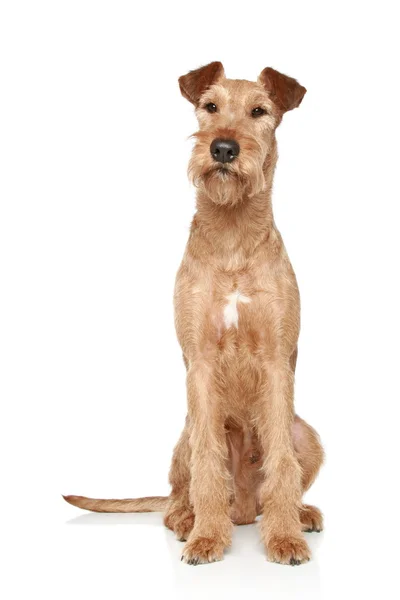 Irish terrier sits on a white background — Stock Photo, Image