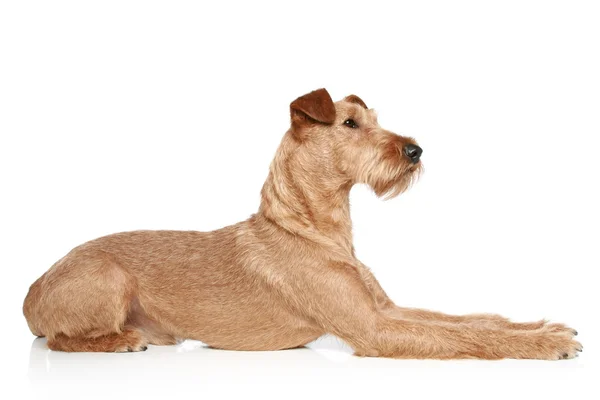 Irish terrier lying on a white background — Stock Photo, Image