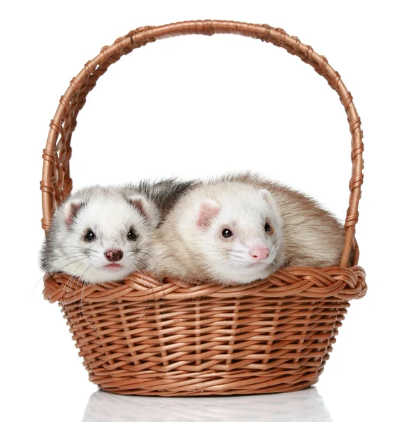 Ferrets lying in basket — Stock Photo, Image