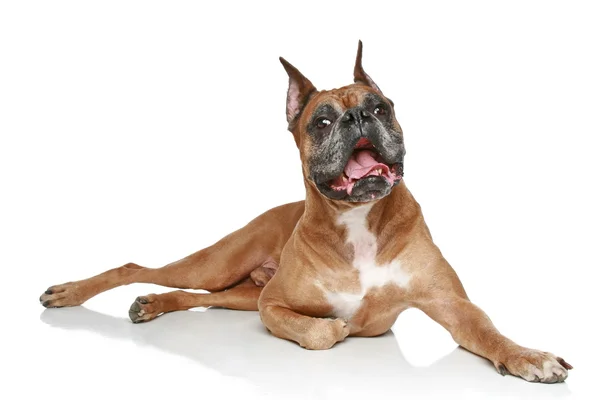 Boxer breed dog — Stock Photo, Image
