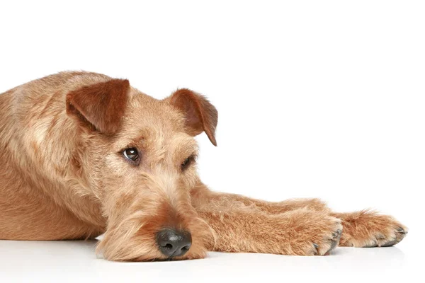 Trauriger irischer Terrier liegt auf weißem Hintergrund — Stockfoto
