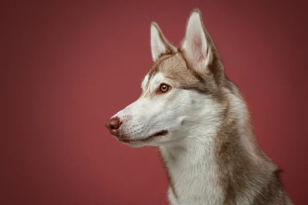 Sibiřský husky psa. Detailní portrét — Stock fotografie