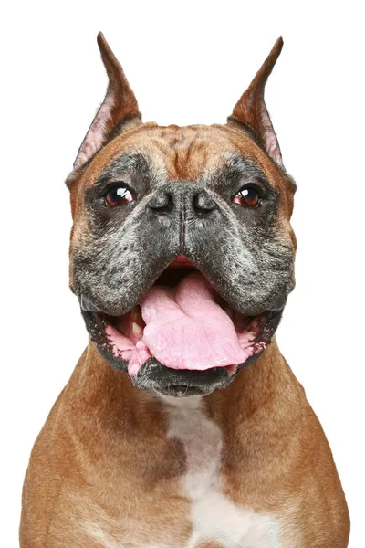 Oude boxer hond. portret op witte achtergrond — Stockfoto
