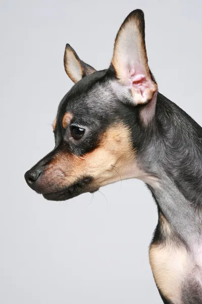 Русский портрет щенка-игрушечного терьера (вид сбоку ) — стоковое фото