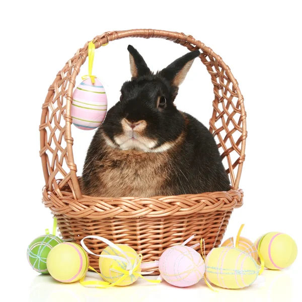 Милый пасхальный кролик с цветными яйцами — стоковое фото