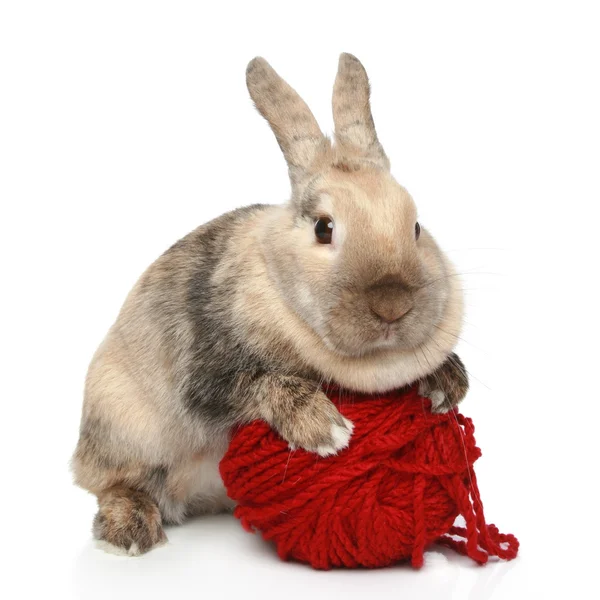 Кролик с клубком пряжи — стоковое фото