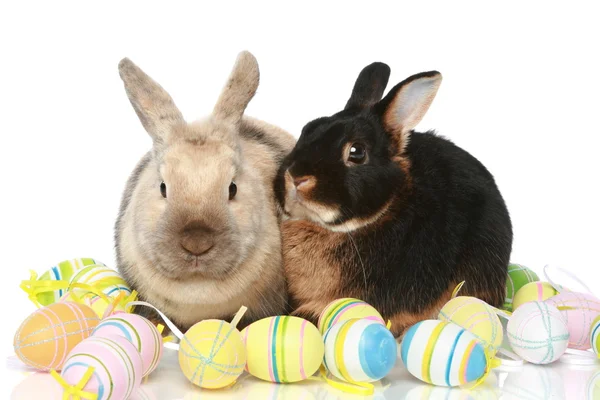 Cute easter bunnies with colored eggs — Stock Photo, Image