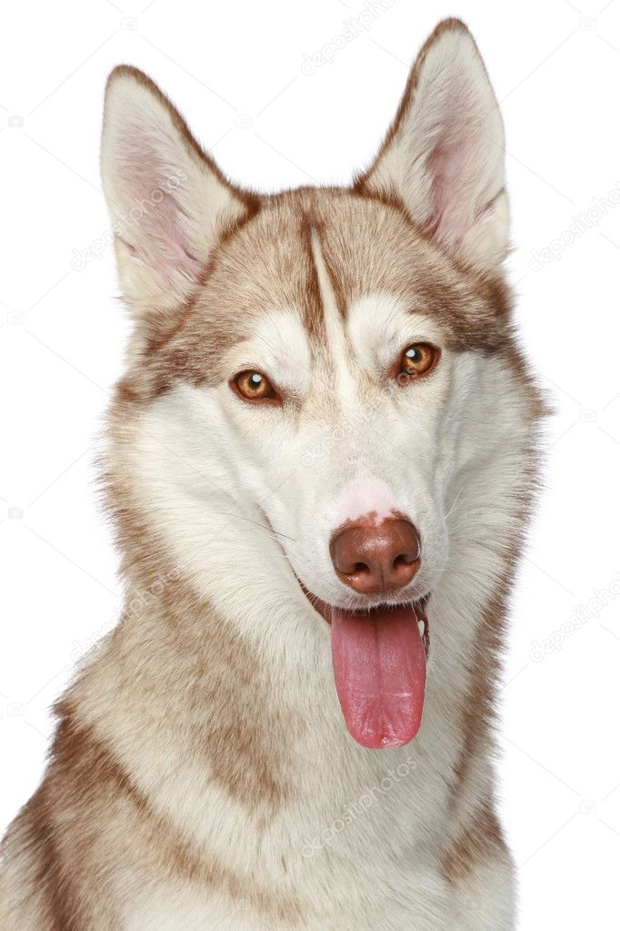 Siberian Husky dog. Close-up portrait
