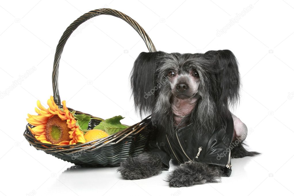 Black Chinese Crested Dog in leather jacket