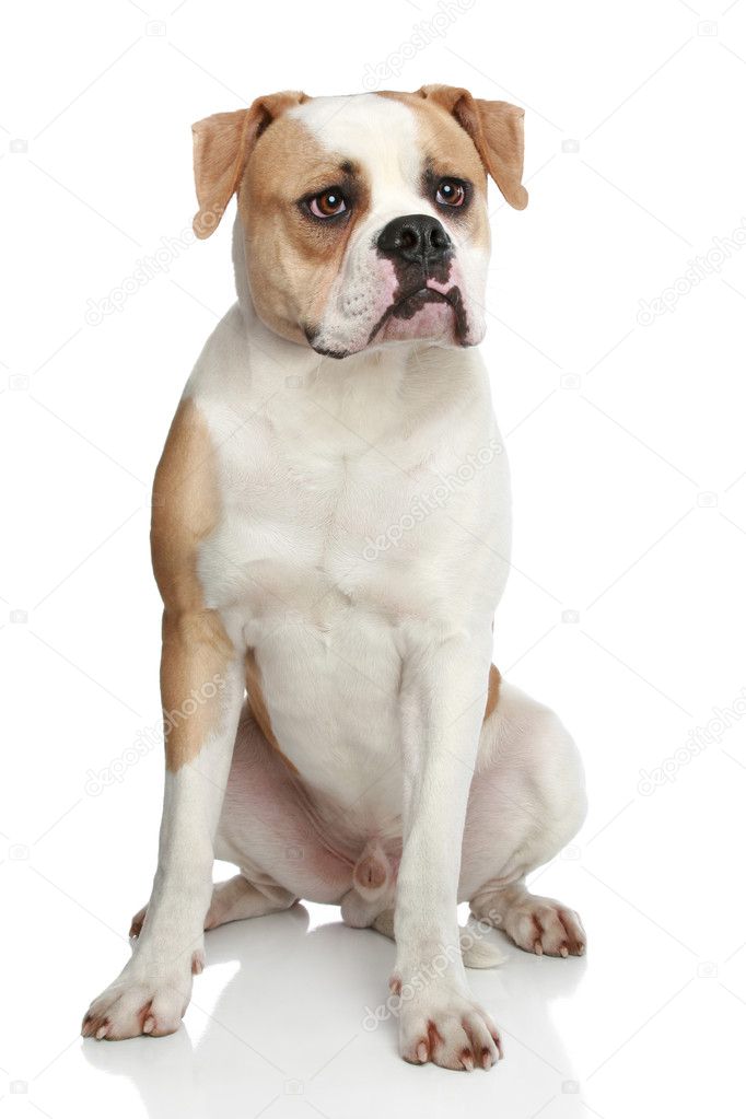 American bulldog on a white background