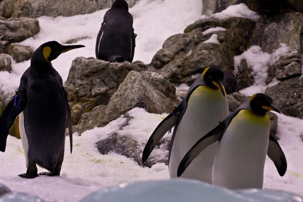 stock image Penguins