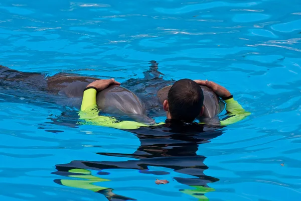 Dolphins — Stock Photo, Image