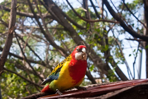 Renkli papağan — Stok fotoğraf