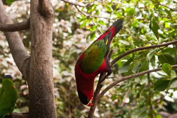 Färgglada papegojor — Stockfoto