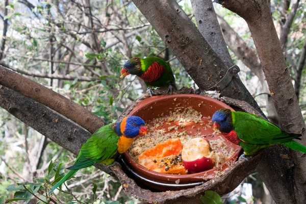 Perroquets colorés — Photo