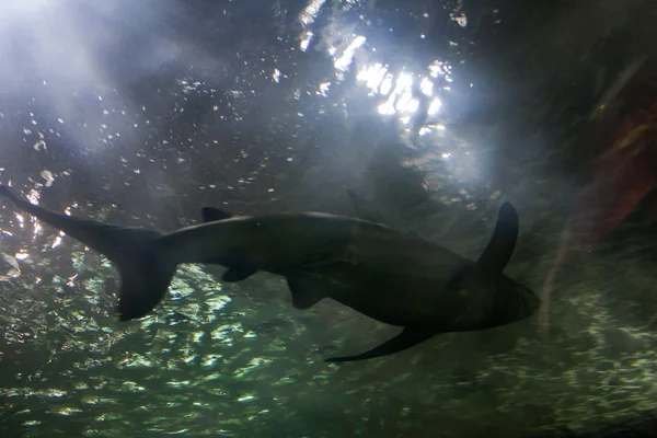 Haaien aquarium — Stockfoto