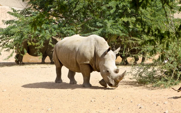 stock image Rhinoceros.