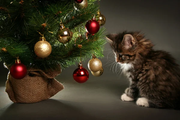 Gatto di Natale — Foto Stock