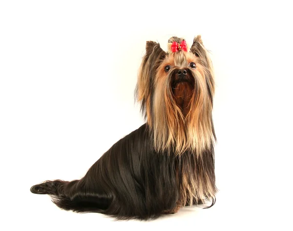 Yorkshire Terrier Soft Background — Stock Photo, Image