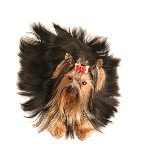 Yorkshire Terrier Soft Background — Stock Photo, Image
