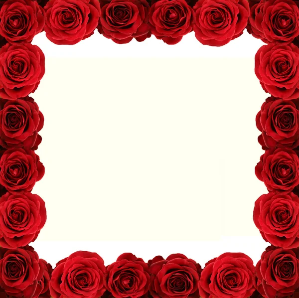Świeże Czerwone Róże Białym Tle — Zdjęcie stockowe