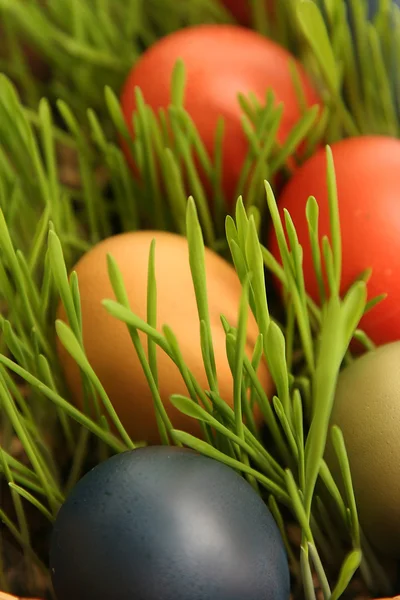 Jaja w trawie — Zdjęcie stockowe