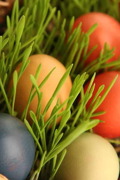 Αυγά σε χόρτο — Φωτογραφία Αρχείου