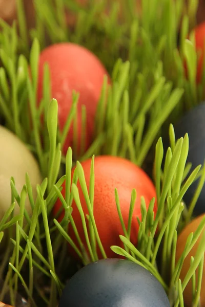 Яйца в траве — стоковое фото