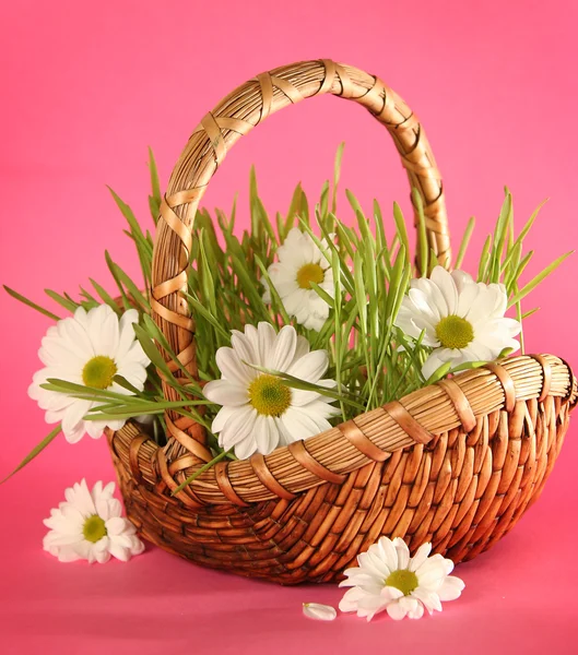 Camomile on pink — Stock Photo, Image
