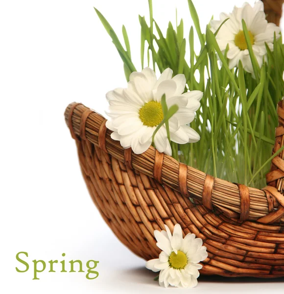 Primavera verde — Foto Stock