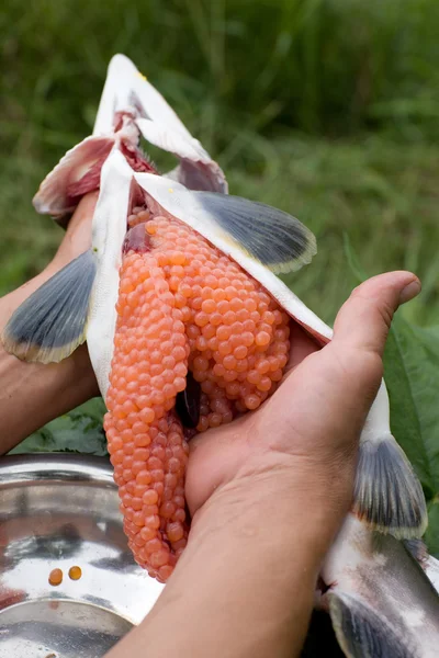 stock image Cutting up fresh-caught salmon