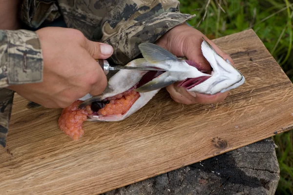 Cięcie się złapać świeżego łososia — Zdjęcie stockowe