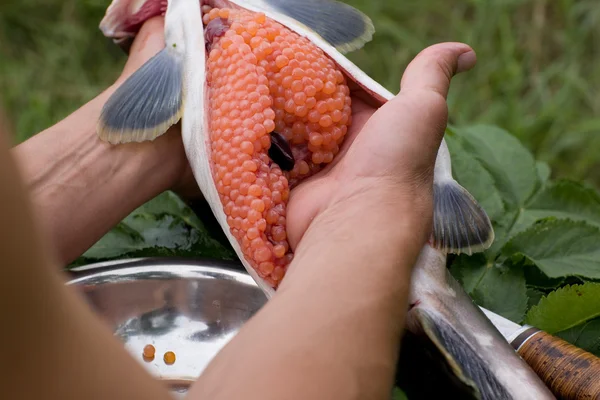 Резать свежепойманного лосося — стоковое фото