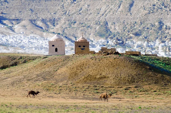 stock image Camels against the mausoleum