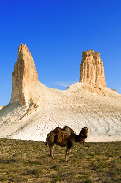 Kamel gegen einen schönen Felsen lizenzfreie Stockbilder