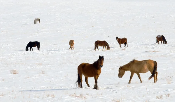 Hästar på snö — Stockfoto