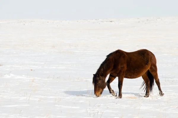 Paarden Sneeuw — Stockfoto