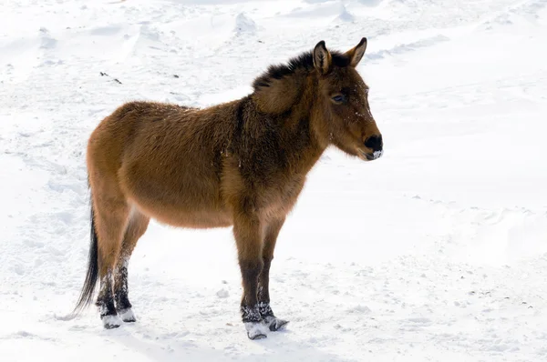 在冬天的野生驴子 — 图库照片