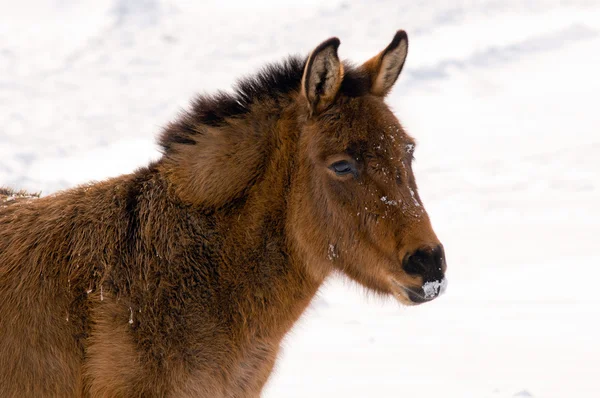 Wild burro in de winter — Stockfoto
