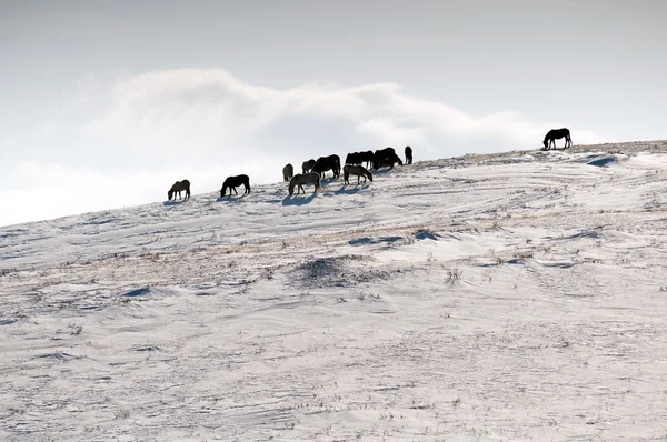 Hevoset lumessa kuvapankkikuva