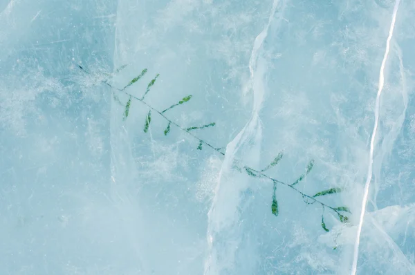 얼음에 얼어 식물 — 스톡 사진
