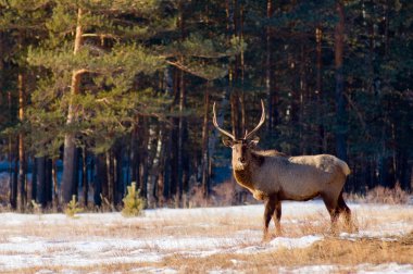 Grazing deer in winter wood clipart