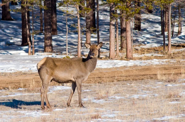 Grazing deer in winter wood — Stock Photo, Image