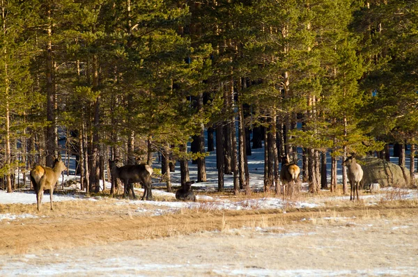 Grazende herten in winter wood — Stockfoto