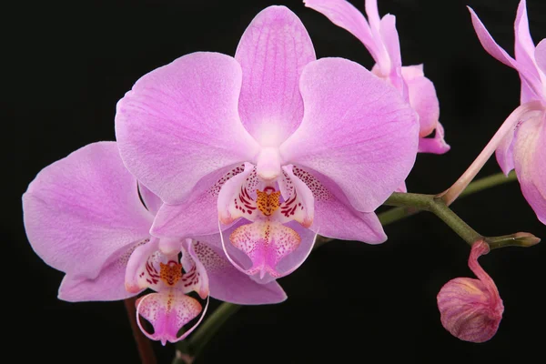 Orquídea Rosa Isolada Preto — Fotografia de Stock