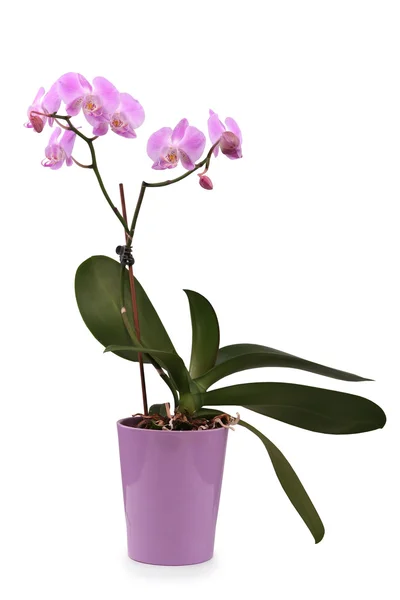 Orquídea Rosa Bonita Potenciômetro Isolado Branco — Fotografia de Stock