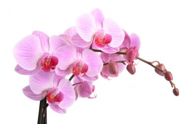 Pink orchid isolated on white background clipart